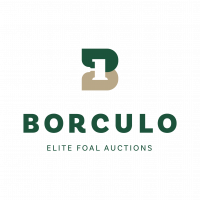 Elite Foal Auction Borculo